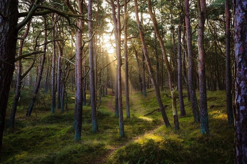 Forest Image